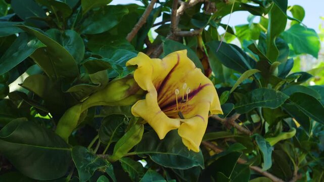 Solandra maxima flower, Yellow Cup of Gold Vine, shining under the sunlight with lush green foliage. High quality 4k footage