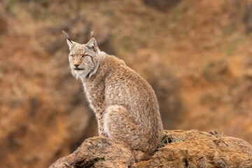 Majestic lynx posing seated
