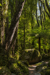 ニュージーランド　ウェスト・コーストにあるフォックス・グレイシャー・サウス・サイド・ウォークの景色