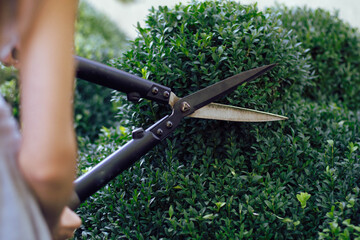 A gardener carefully trims a vibrant green topiary with large shears. The scene captures the...