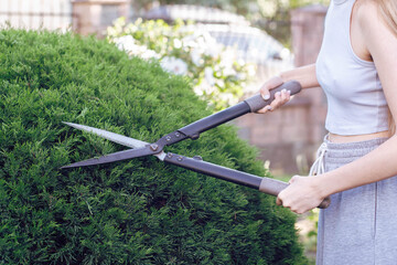 A young woman uses large shears to carefully trim a green bush in her garden. The bright sunlight...