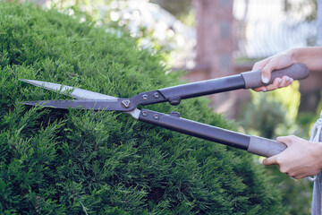 A person is trimming a lush green bush using large pruning shears in a well-kept residential...