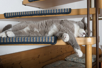 Sehr entspannter Britisch Kurzhaar Kater