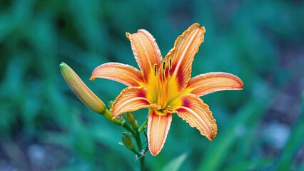 Obraz premium Beautiful orange lily flower blooming in a garden during the warm summer season
