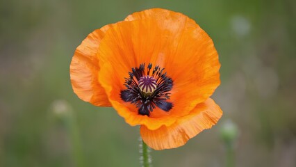 Bright orange poppy bloom in a lush green field during the warm afternoon sun