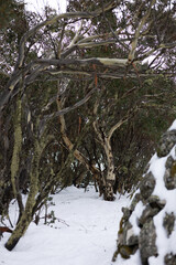 Fototapeta premium Tree portraits in the snow
