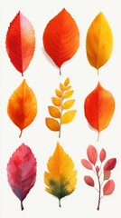 Obraz premium Colorful autumn leaves displayed in a grid showcasing vibrant hues from orange to red in a natural art composition