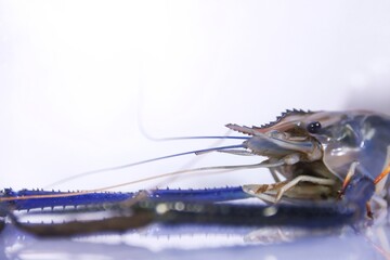Close-up of Fresh River Prawn Rostrum on White Background