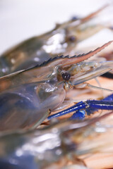 Close-up Vertical Shot of Three Fresh River Prawns with Focus on Center Prawn