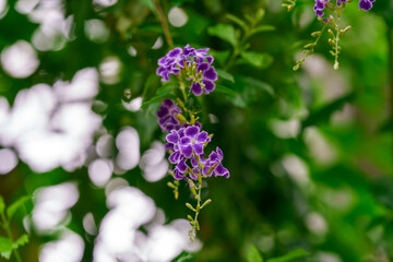 Close-up of a purple Valentine's Day jasmine (Duranta erecta) flower.