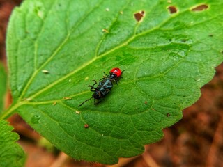 Close-up of red and black beetle on a green leaf, showcasing insect macro photography, wildlife, and nature detail for science, entomology, and environmental themes.