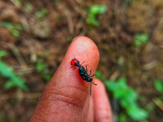 Close-up of red and black beetle on a green leaf, showcasing insect macro photography, wildlife, and nature detail for science, entomology, and environmental themes.