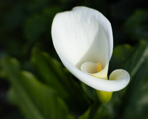 Gentle cure of an Arum Lily