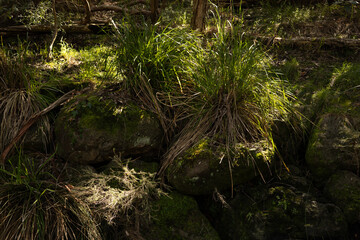 Grasses rocks and moss lit up by the sun