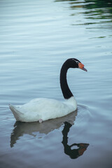 Beautiful swans swim along the Dnieper River, Ukraine.