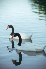 Beautiful swans swim along the Dnieper River, Ukraine.