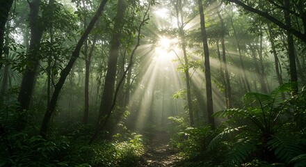 Obraz premium Sunbeams filter through a dense forest canopy, illuminating a path and lush green foliage.