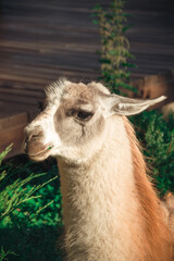 Obraz premium Cute Alpaca Llama Animal Outdoor Farm, Beautiful Cute Animal