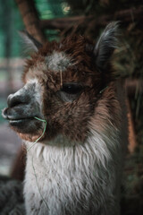 Fototapeta premium Cute Alpaca Llama Animal Outdoor Farm, Beautiful Cute Animal