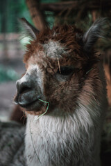 Cute Alpaca Llama Animal Outdoor Farm, Beautiful Cute Animal