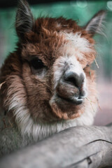 Fototapeta premium Cute Alpaca Llama Animal Outdoor Farm, Beautiful Cute Animal