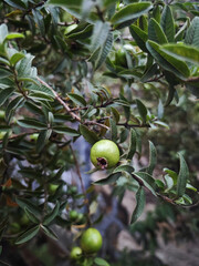 guava fruit