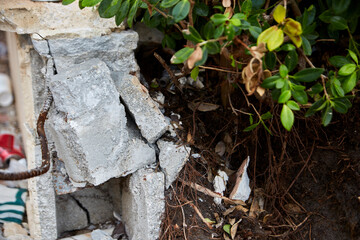 Damaged Foundation with Exposed Roots