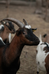 
Beautiful colored goats on a goat farm
