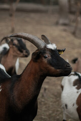 
Beautiful colored goats on a goat farm
