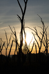 Bare trees are silhouetted against a bright orange sun