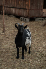 
Beautiful colored goats on a goat farm
