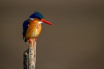 Malachite kingfisher looks down on wood post