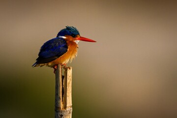 Malachite kingfisher looks right on wood post