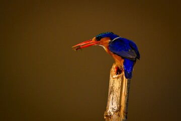 Malachite kingfisher on bamboo post holding grub