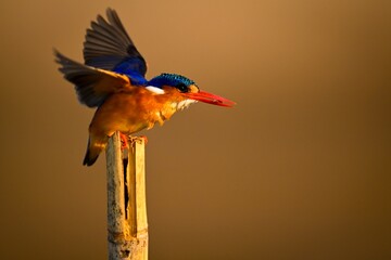 Malachite kingfisher on bamboo post flutters wings