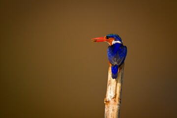Malachite kingfisher on bamboo pole holding bug