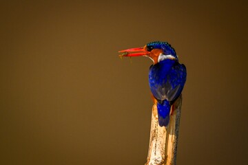 Malachite kingfisher on bamboo post holding prey