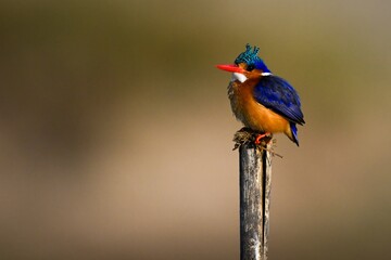 Malachite kingfisher looks up on wood post