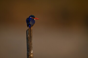 Malachite kingfisher on bamboo post turns head