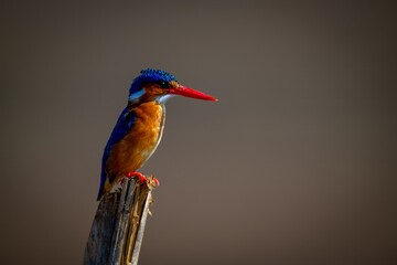 Malachite kingfisher on cracked pole facing right