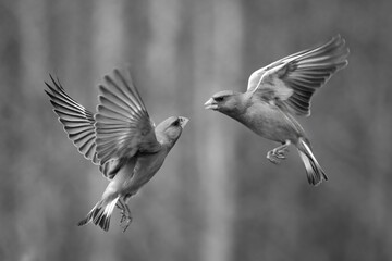 Mono greenfinches fight in mid-air in forest