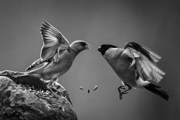 Mono European greenfinch chases bullfinch from stump
