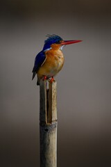 Malachite kingfisher on cracked post lifts beak