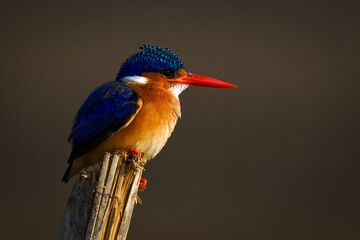 Malachite kingfisher on cracked pole faces right