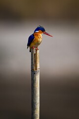 Malachite kingfisher on cracked post staring down