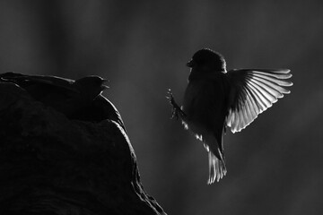 Mono European greenfinch lands on tree stump