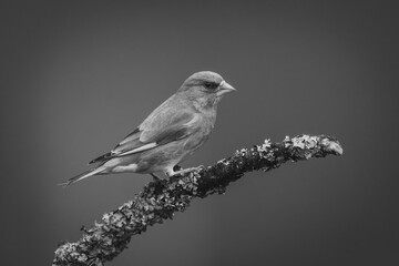 Fototapeta premium Mono European greenfinch in profile on branch