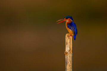 Malachite kingfisher on bamboo post opens beak