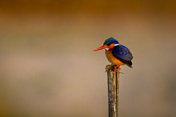 Malachite kingfisher on cracked pole staring down