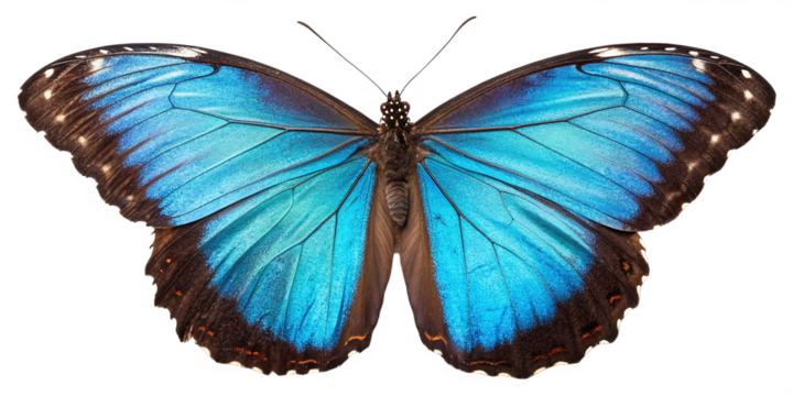 A butterfly with vibrant, iridescent blue wings on white background png. The butterfly showcasing its stunning wing pattern in exquisite detail. 